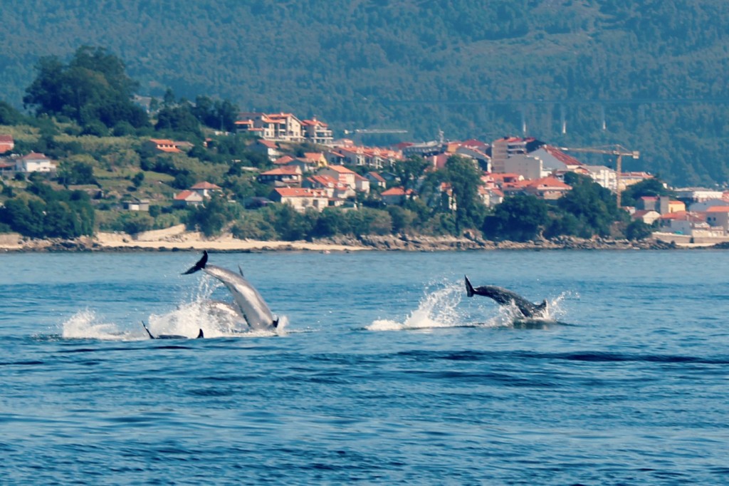 Golfinhos na ria de Vigo. Passeios de veleiro